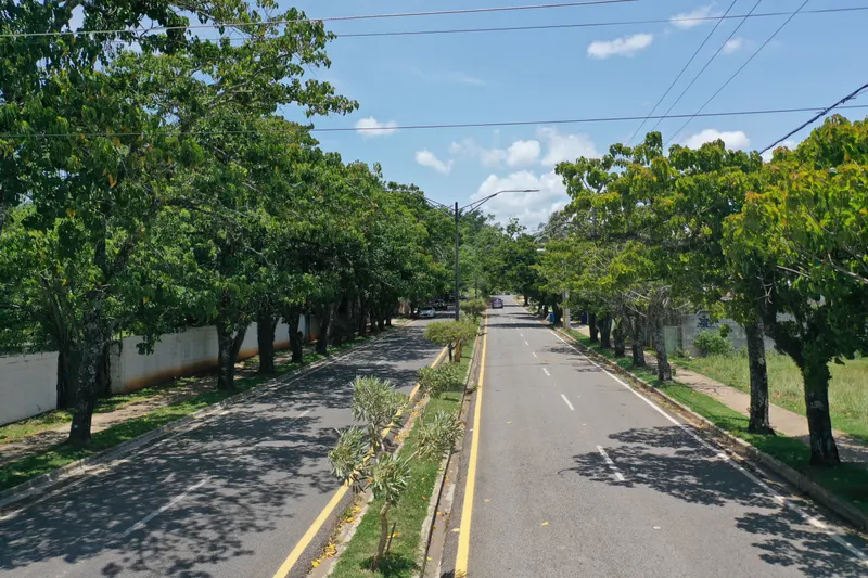 Avenida arbolada de acceso al proyecto